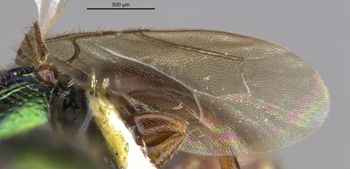 Media type: image;   Entomology 30090 Aspect: front wing